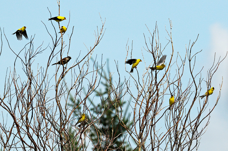 Flock of Golfinches playing in a bare tree