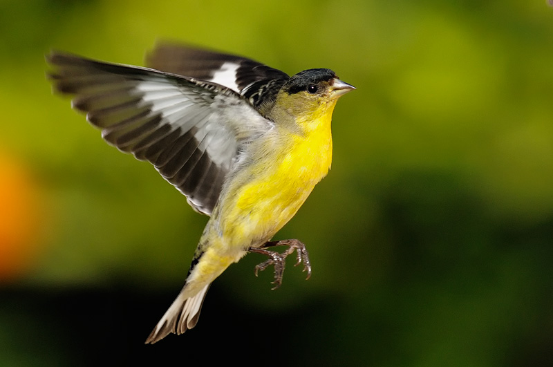 Male lesser Goldfinch in flight
