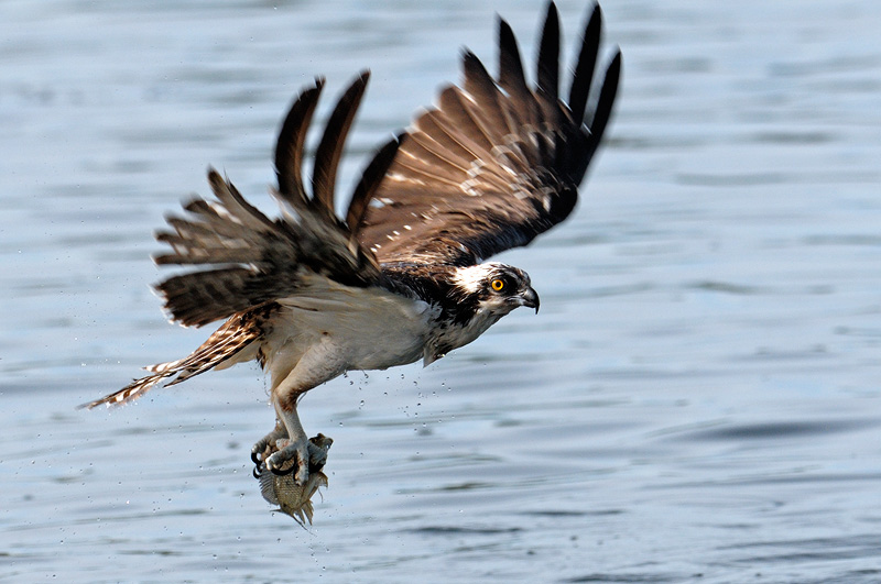 Osprey in flight with a fish in its grasp