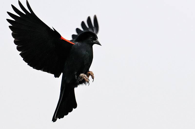 Red Winged Blackbird in flight and about to land
