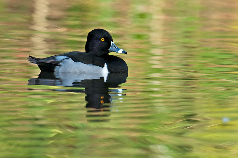 Male Ring-necked duck drake with nice water reflection colors