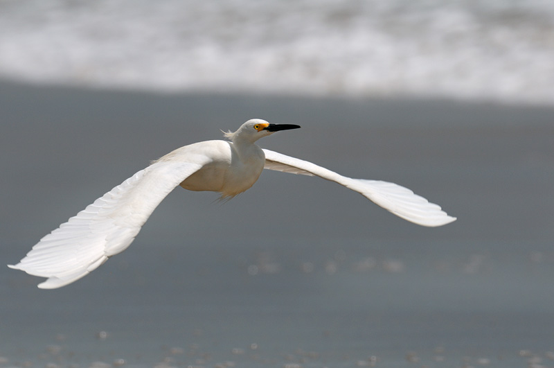 Snowy Egret in flight over Malibu Beach