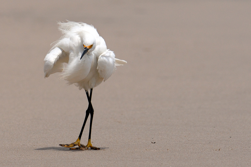 Snowy egret fluffing its feathers on the beach