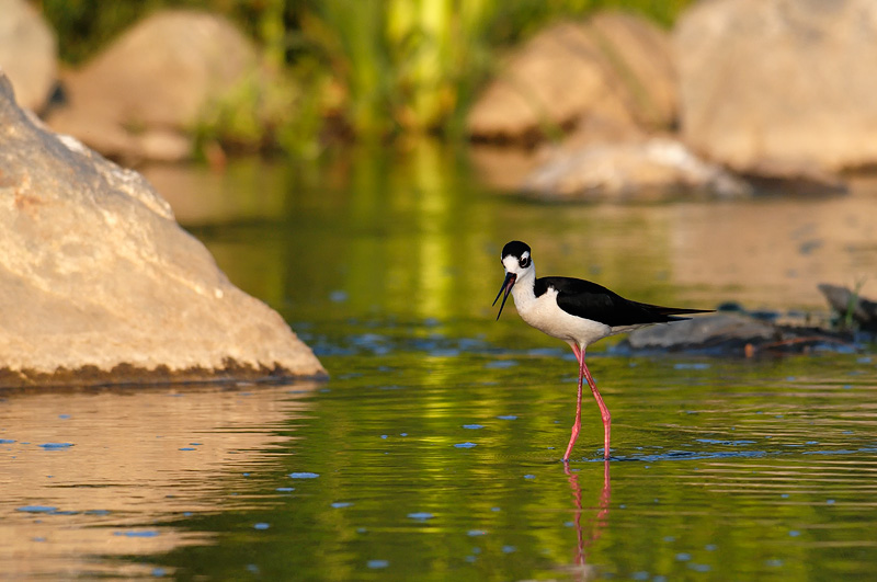 Black-necked stilt at sunset with a nice green reflection on the water