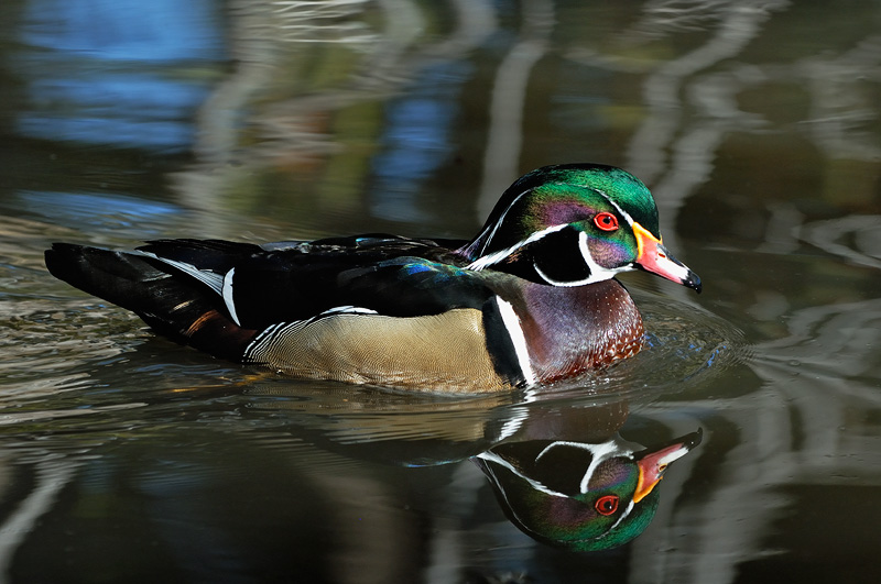 Wood Duck Drake enjoying a morning swim