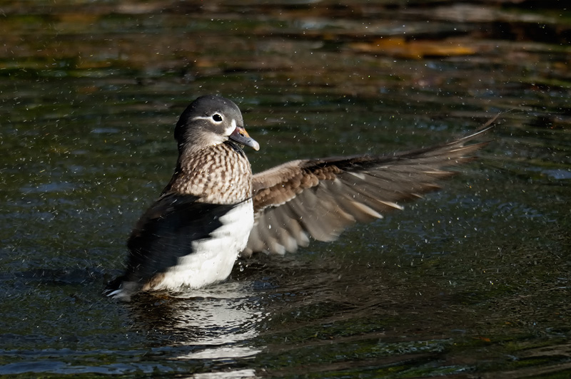 Wood Duck hen flapping her wings and spraying water