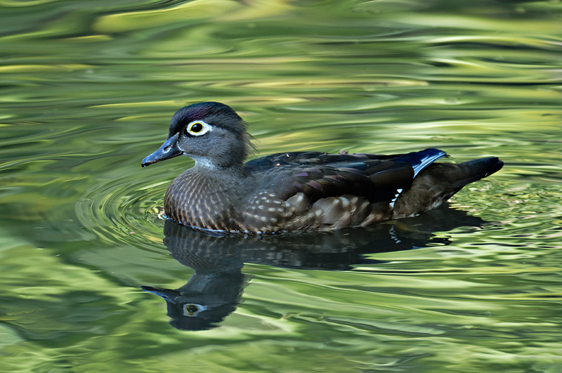 Pretty little female Wood duck hen with a nice reflection