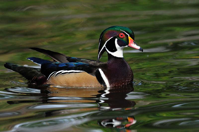 Male Wood Duck drake with his hood up