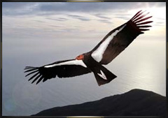 California Condor recovery program