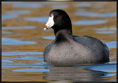Coots and Grebes photography