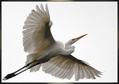 Gallery of Great Egret photos