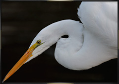 Great Egret photos 2009
