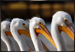 California Pelican photography