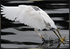 Snowy Egret photography