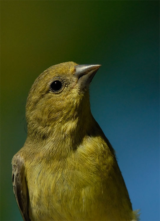 close up goldfinch portrait photo