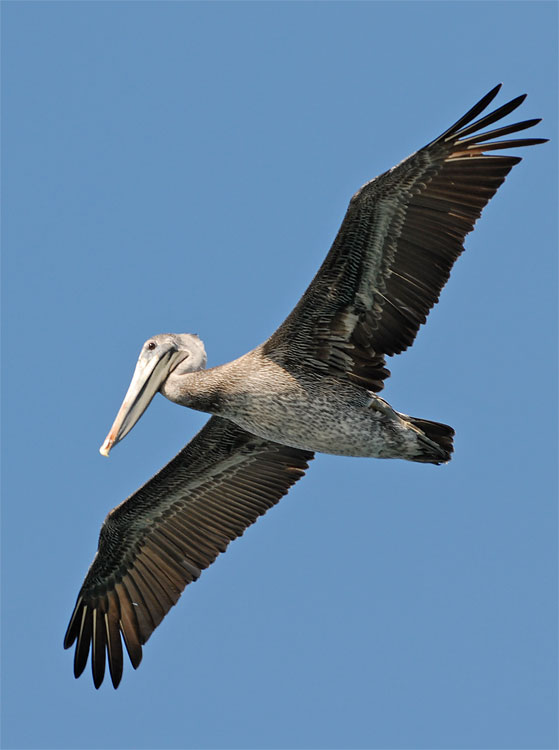 California Brown Pelican flying overhead