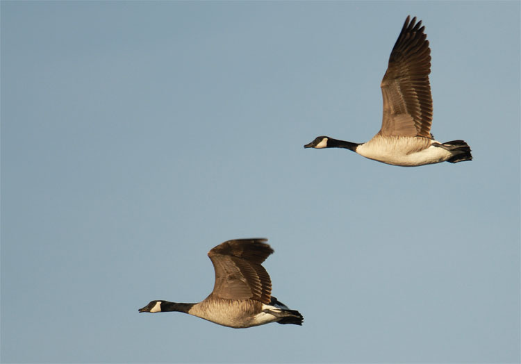 pair of Canada Geese in flight