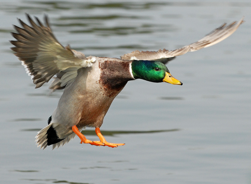 Mallard duck about to land on the water