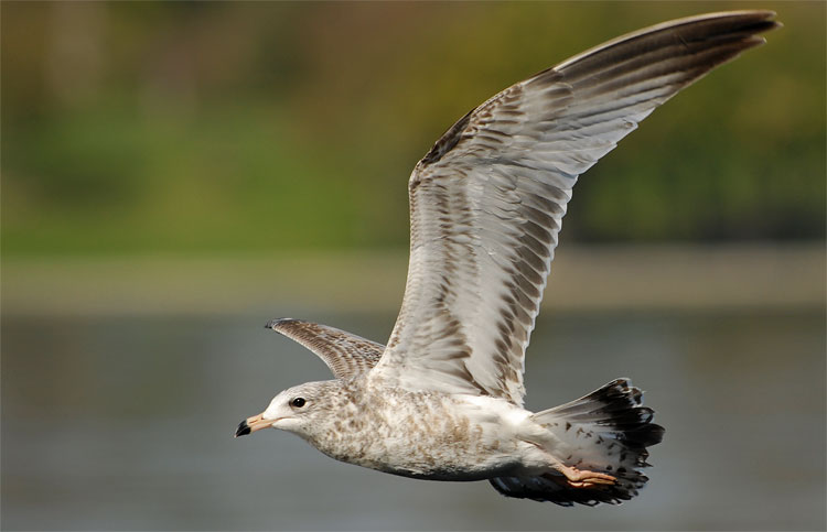 Gull flying over a small Los Angeles City lake