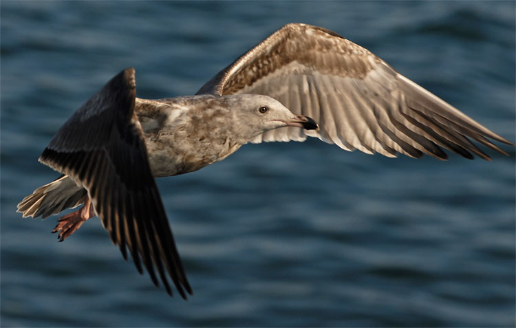 Gull in flight over the Pacific Ocean 