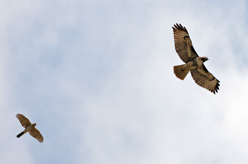 pair of hawks flying between the clouds