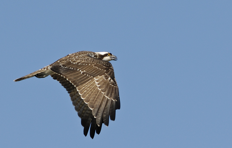 Side view of an osprey in flight