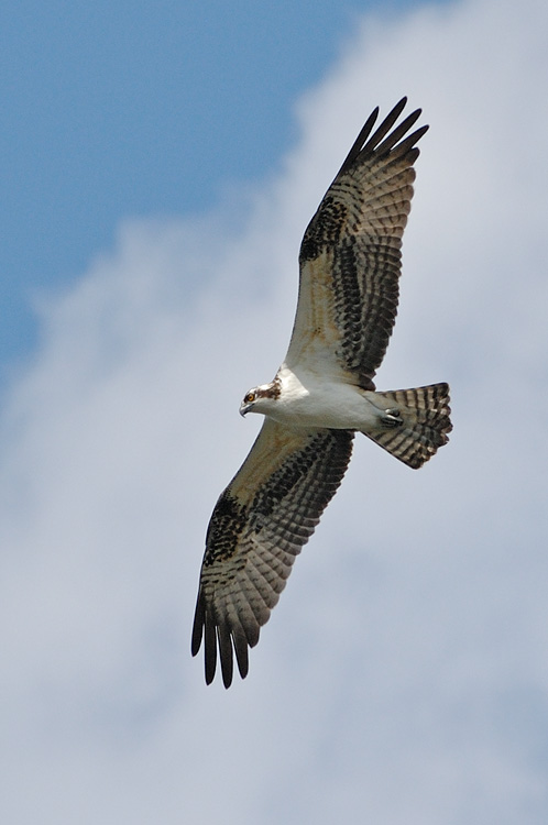 Osprey in flight with wings spread wide open