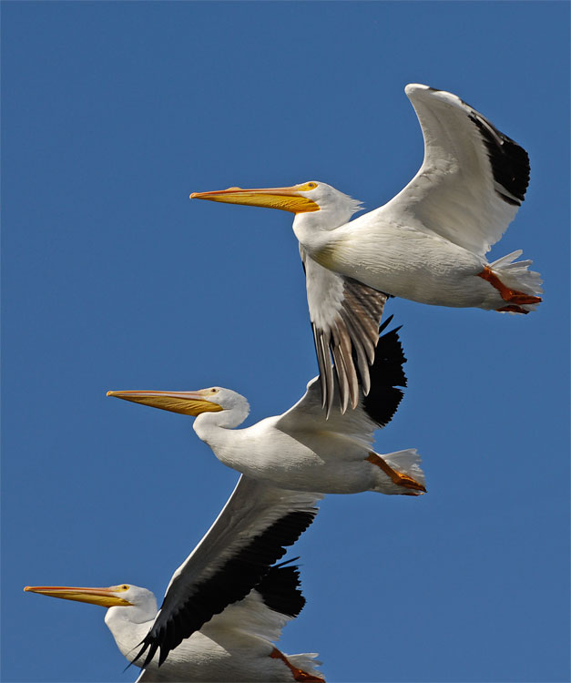 Three white pelicans flying in tight formation