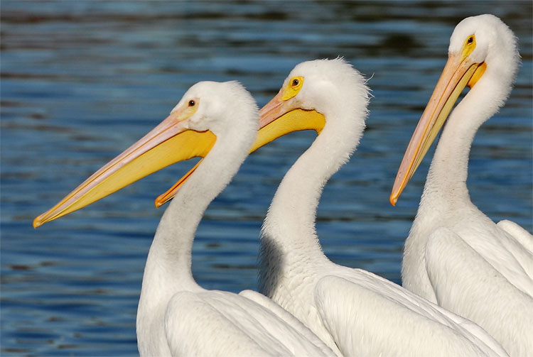 Three White Pelicans sunning themselves