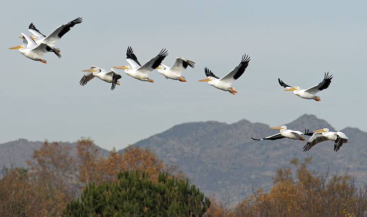 Flock of American White Pelicans fly over the San Fernando Valley in southern California