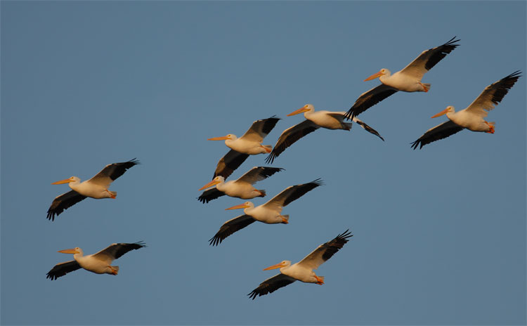 Small flock of American White Pelicans in sunset flight