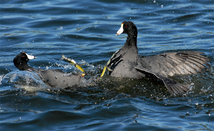 Pair of Coots pushing each other with big yellow webby feet
