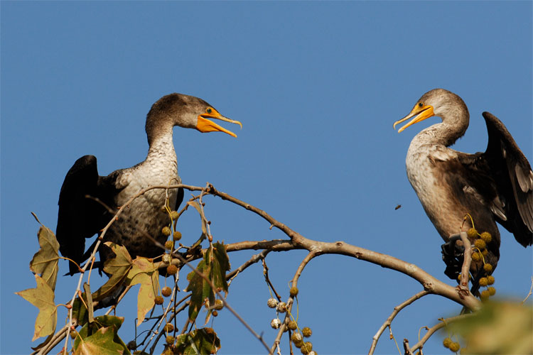 pair of cormorants in a tree bothered by a bee