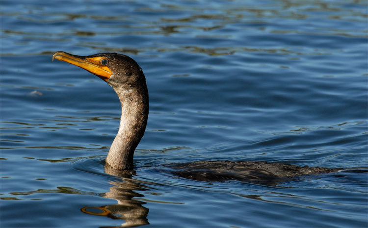 Double Crested Cormorant swimming in the Los Angeles river system