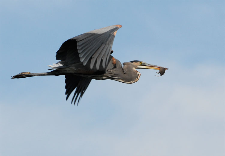 Great Blue heron flying with a rat in its bill
