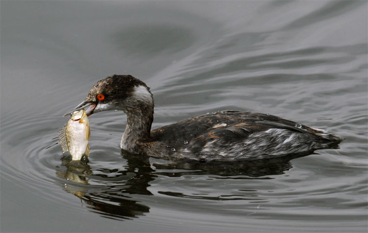 Grebe with a fresh fish for lunch
