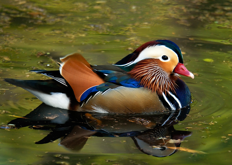 Beautiful Mandarin Drake with a nice reflection
