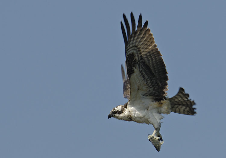 osprey in flight with a nice sized fish