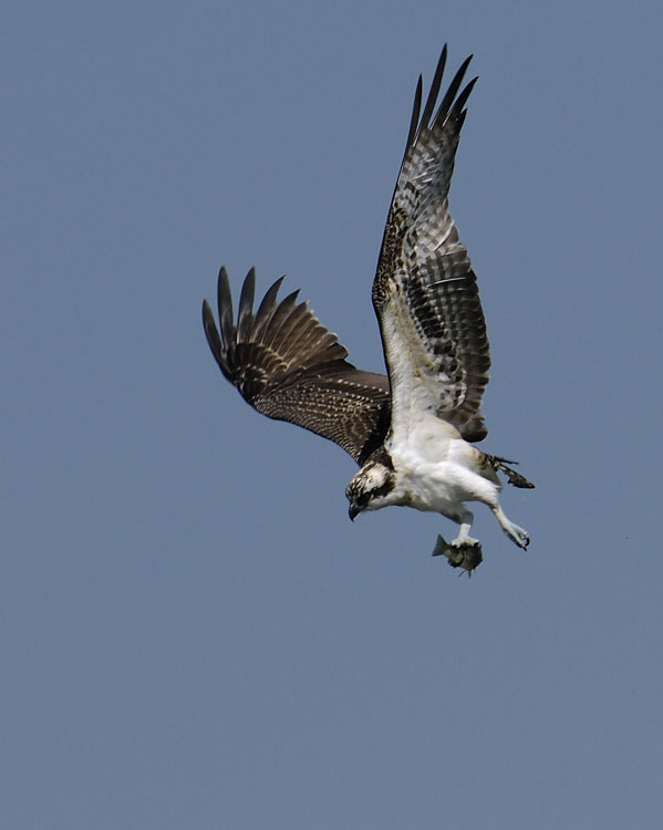 Osprey - Fish Hawk fishing