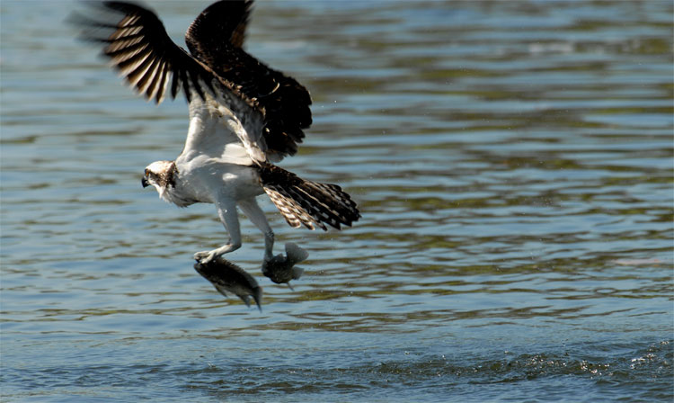 osprey in flight with two fish in its talons