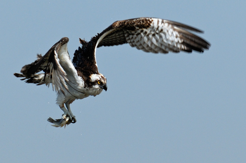 A beautiful osprey in flight with a fish in its talons