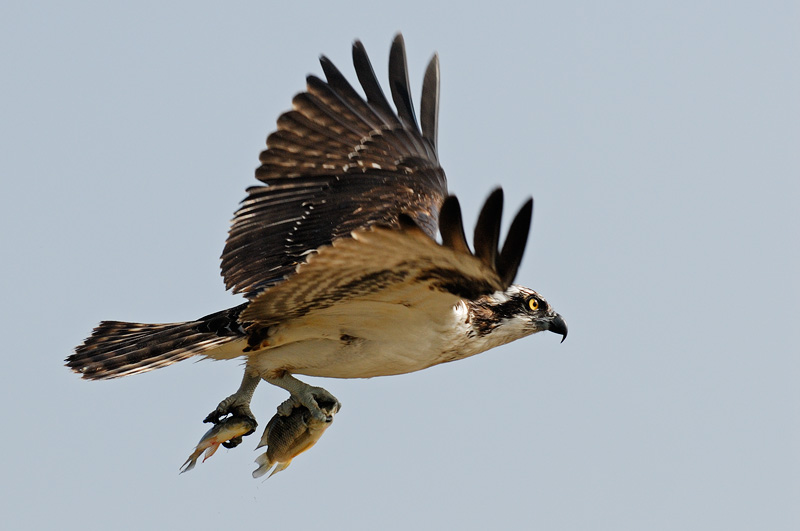osprey flying with two Tilapia in its grasp