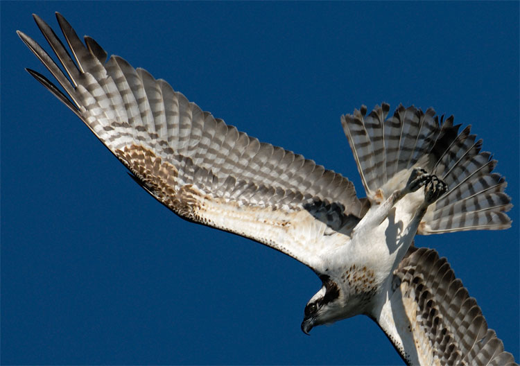 Ventral view of an osprey in fight with sunlight under the wings