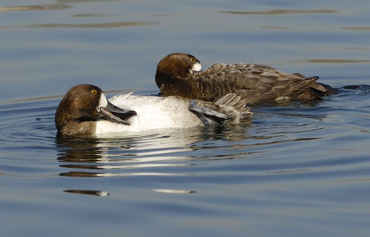 A pair of Lesser Scaup hens