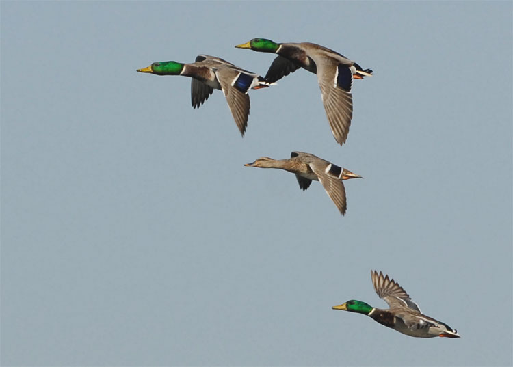 four mallard ducks flying in formation