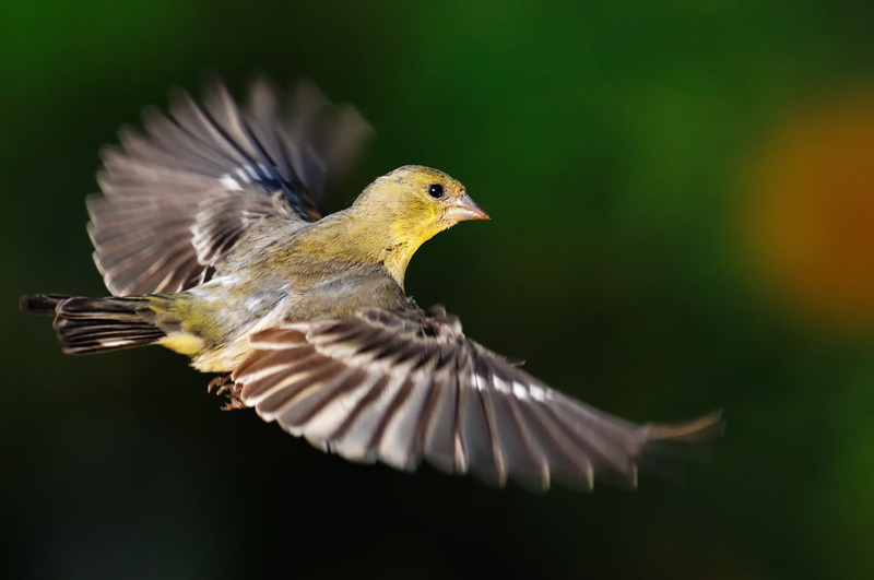 gorgeous female goldfinch shows off her wings
