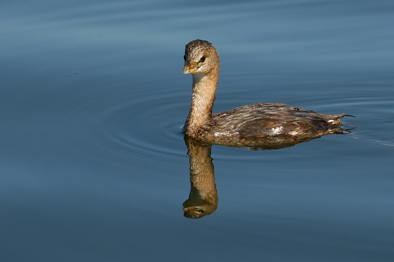 Pied-billed Grebe admiring its reflection