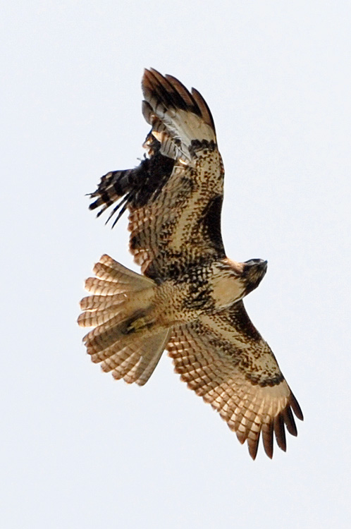 Mid air collision, the Sharp-shinned hawk crashed through the wing od the Red-shouldered hawk