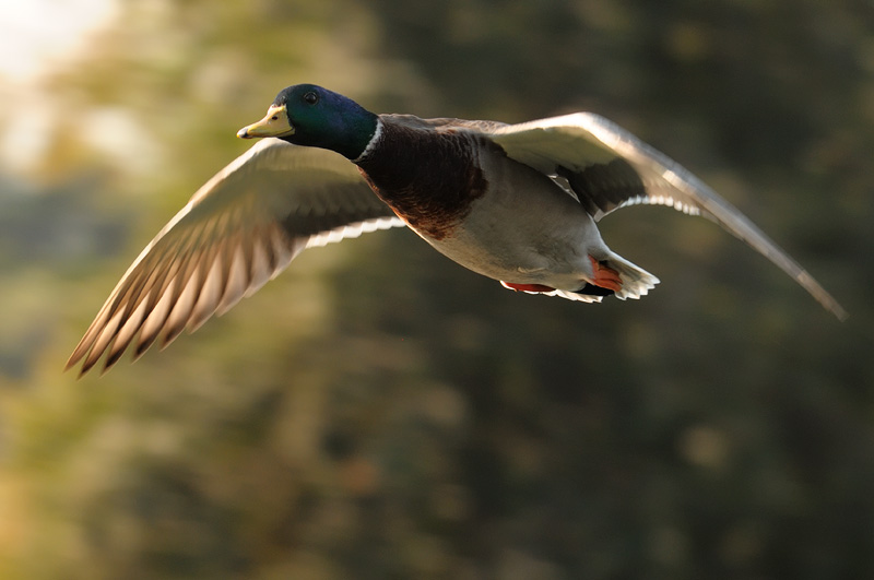 mallard duck in flight at sunset
