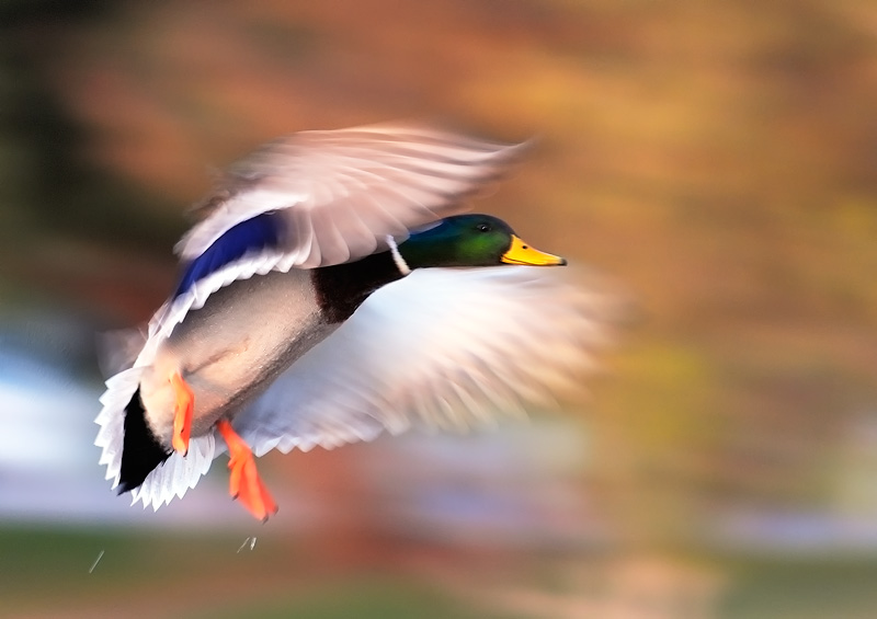 Mallard Drake in flight with angelic wing motion